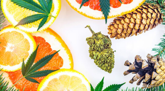 bud de cbd entourée des saveurs des différents terpènes