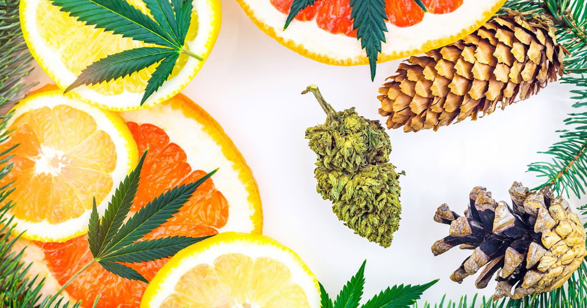 bud de cbd entourée des saveurs des différents terpènes